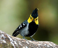 Image of: Sylviparus modestus (yellow-browed tit)