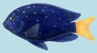 Image of: Microspathodon chrysurus (yellowtail damselfish)