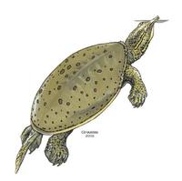 Image of: Apalone spinifera (spiny softshell turtle)