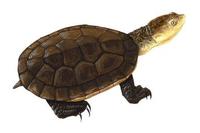 Image of: Phrynops gibbus (Gibba turtle)