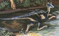 Troodon