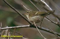 Chinese Leaf Warbler - Phylloscopus yunnanensis