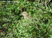 Long-tailed Thrush - Zoothera dixoni