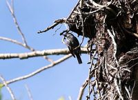 Tanimbar Starling - Aplonis crassa