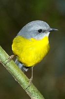 Eastern yellow Robin