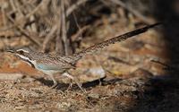 Long-tailed Ground-Roller (Uratelornis chimaera) photo