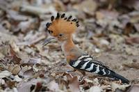 Madagascar Hoopoe (Upupa marginata) photo