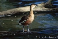 Wandering Whistling-Duck - Dendrocygna arcuata