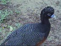 Blue-knobbed Curassow - Crax alberti