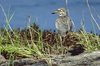 Water Thick-knee - Burhinus vermiculatus