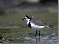 Two-banded Plover - Charadrius falklandicus