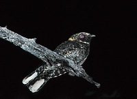 Buff-collared Nightjar (Caprimulgus ridgwayi) photo