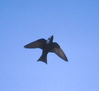 Purple Martin (Progne subis) photo