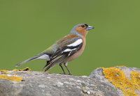 Common Chaffinch (Fringilla coelebs) photo