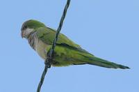 Monk Parakeet - Myiopsitta monachus