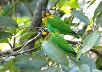 Orange-cheeked Parrot - Pionopsitta barrabandi