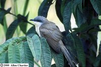 Dark-billed Cuckoo - Coccyzus melacoryphus
