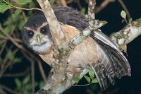 Tawny-browed Owl - Pulsatrix koeniswaldiana