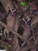 Crested Owl - Lophostrix cristata