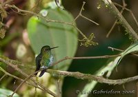 Emerald-bellied Puffleg - Eriocnemis alinae