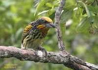 Gilded Barbet - Capito auratus