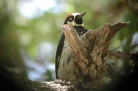 Acorn Woodpecker - Melanerpes formicivorus