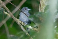 Plain-winged Antshrike - Thamnophilus schistaceus