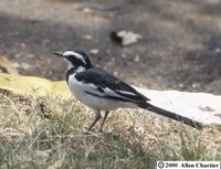 African Pied Wagtail - Motacilla aguimp