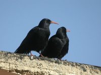 Red-billed Chough - Pyrrhocorax pyrrhocorax