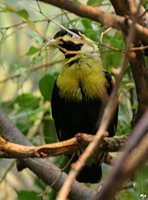 Golden Myna - Mino anais