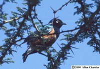 Superb Starling - Lamprotornis superbus