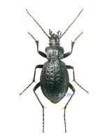 두꺼비딱정벌레 - Tomocarabus fraterculus fraterculus