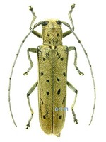 네모하늘소 - Eutetrapha sedecimpunctata