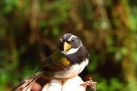 Orange-billed Sparrow (Arremon aurantiirostris), breeding male