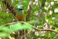 Black-crowned  motmot   -   Momotus  momota   -   Motmot  capoblu