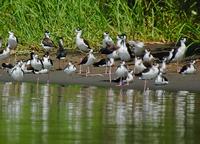 Black-necked Stilt  