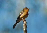 Also Tufted Flycatcher