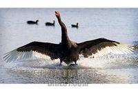 Black Swan landing , Australia ( more Australian wildlife images available ) stock photo
