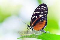 Heliconius stock photo