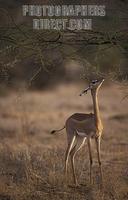 Gerenuk , Litocranius walleri , Samburu National Reserve , Kenya stock photo