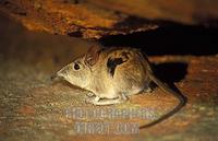 Rock elephant shrew , Elephantulus myurus , Matobo National Park , Zimbabwe stock photo