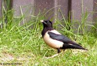 Rose-coloured Starling Sturnus roseus