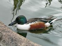 Northern Shoveler (Anas         clypeata)