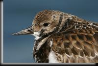 Ruddy Turnstone, Barnegat Light, NJ