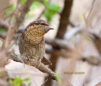 Wryneck C20D 03910.jpg