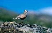 Kulik hnedy (Charadrius morinellus)