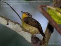 Narcissus/Green-backed Flycatcher (female)