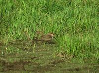 Collared Pratincole (Glareola pratincola)