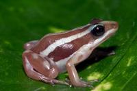 Phantasmal Poison Frog Epibpedobates tricolor