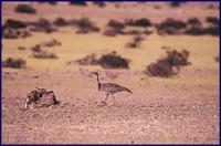 Houbara Bustard- Chlamydotis undulata macqueenii (Hadoram Shirihai)